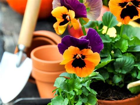 I cambiamenti climatici rendono sempre più difficile la vita del giardiniere. Piante invernali da vaso per esterno che resistono al freddo - One giardinaggio | Piante ...