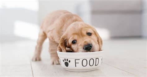 Until the puppy can learn to suckle, tube feeding may be the only way to keep him alive. The Ultimate Puppy Feeding Chart | TruDog®