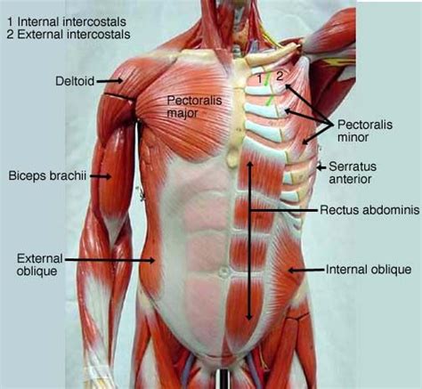 The chest is comprised of three separate muscles: 85 best Anatomy lab 2 images on Pinterest | Anatomy and ...