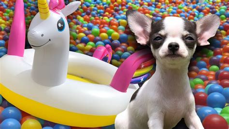Explore puppies and unicorns's (@puppies_and_unicorns) posts on pholder | see more posts from u/puppies_and_unicorns about random acts u/puppies_and_unicorns. Sammie's First Bath! 8 Week Old Chihuahua Puppy | Unicorn Ball Pit