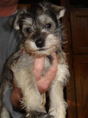 Akc registered quality rebel rouser bloodline. Mini Schnauzer Puppies FOR SALE ADOPTION from Batavia ...