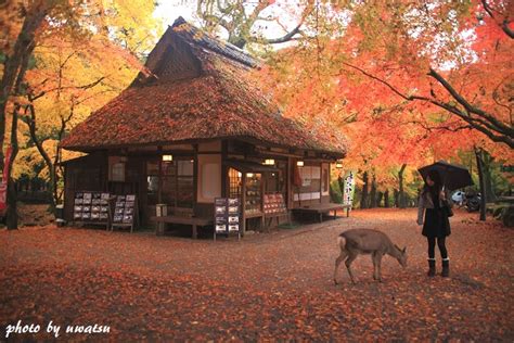 Include (or exclude) self posts. 奈良公園の紅葉 撮り歩き なんよ