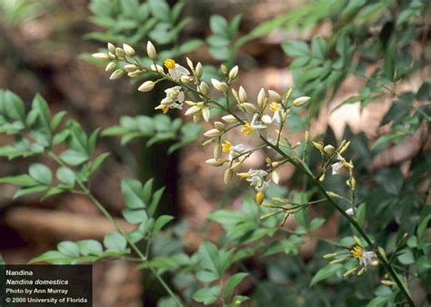 What is the scientific name or taxonomic classification of the poisonous plant nandina? | Center for Aquatic and Invasive Plants | University of ...