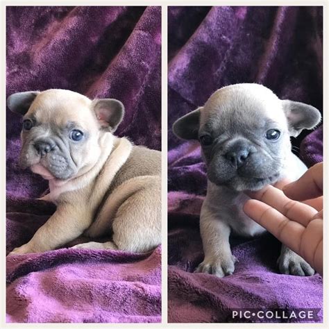 Our goal is to produce. Lilac Pied Merle French Bulldog