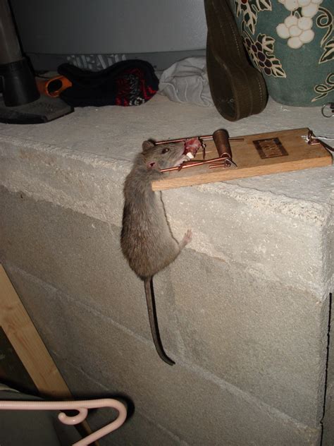 Découvrez 3 astuces naturelles pour se débarrasser des souris. Comment se débarrasser des rats dans les combles - taupier ...