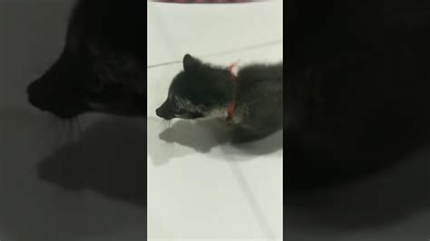 It helps you understand the word civet cat with comprehensive detail, no other web page in our knowledge can explain civet cat better than this page. Palm civet sound - YouTube