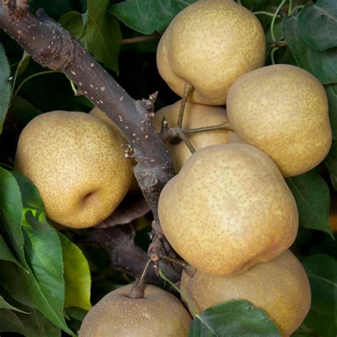 China and korea also grow these pears for domestic consumption and export to the united states and canada. Tsu Li Asian Pear Tree - available at One Green World