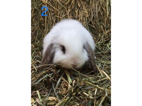 If you want to keep the bunny as a pet, holland lops can sell from anywhere between $35 to $120. 5 Mini Lop babies for sale Twin Falls - Bunnies for sale ...