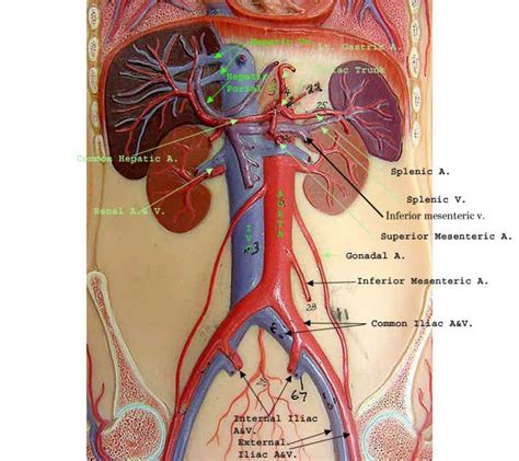 32pcs assemble 4d master human torso body model anatomical anatomy of organs medical teaching diy science. Spine Diagram Vertebrae | Circulatory system, Anatomy ...