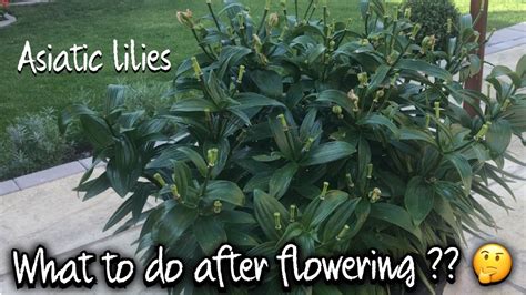 Asiatic liliesoriental liliesprunetrimcut backcare after floweringold dead stemscare after bloomplease support me on patreon. ASIATIC LILY CARE AFTER BLOOMING( part -1 )Asiatic lily ...