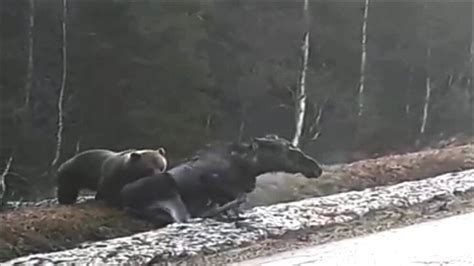 Den stora älgvandringen blev en riktig tittarsuccé förra året. Här går björnen till attack mot älgen - Mikael från ...