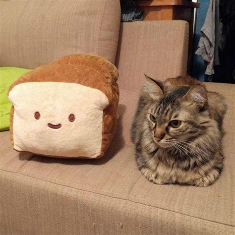 Whatever loaf bread cat squishy styles you want, can be easily bought here. 28 Cats Who Are Perfectly Impersonating a Loaf of Bread ...