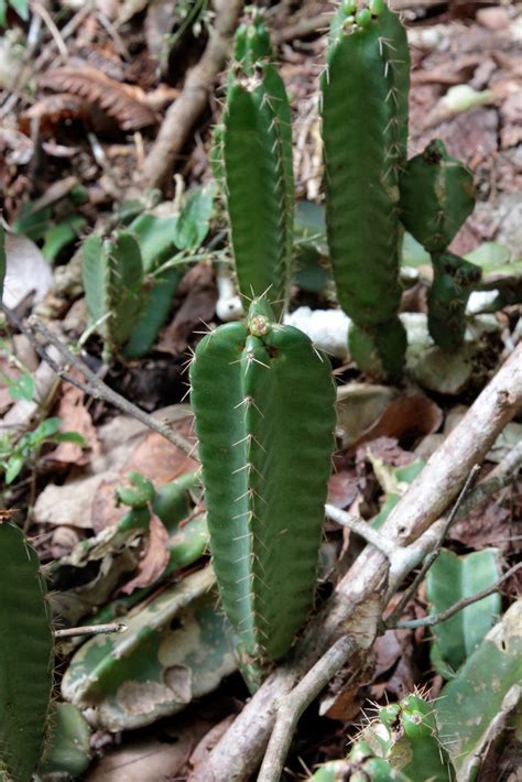 This search feature groups cacti species by their growth habit (or form). Acanthocereus tetragonus | Stavern Blomstermakeri