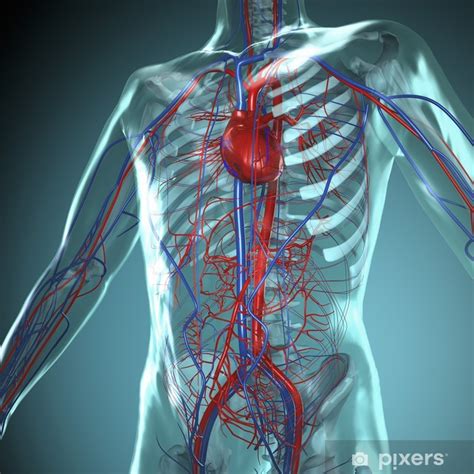 Die anatomie des menschen der menschliche körper stellt ein anatomisches gesamtkunstwerk von äußerster komplexität dar. Aufkleber Anatomie Modell, Herz-Kreislauf-System des ...