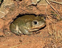 Females tend to be slightly larger than males, and males have nuptial pads (a small swelling on the forearm, absent in females). 19 Best Colorado River toad enclosure images | Toad ...