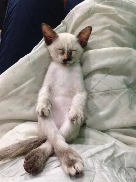 Mmg kelakar arep cakap yang. LAWAK - 28 Gambar Kucing Tidur Dengan Cara Paling Kelakar ...