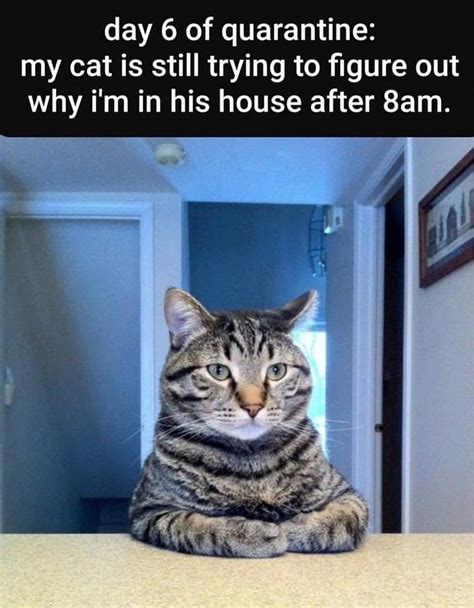 Hope they give you a. Caturday Memes For The Feline Lovers in 2020 | Cat memes ...