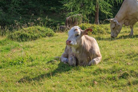 From now on, our popular evening tours with selected animal feedings start again until september 10th. Images Gratuites : paysage, herbe, ferme, Prairie, animal ...