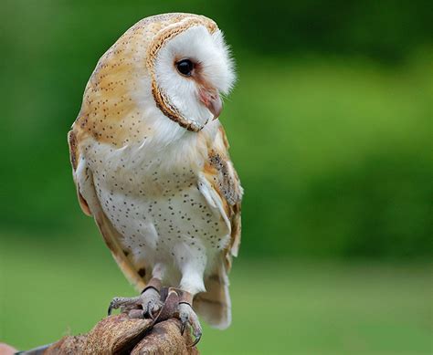 One prover described herself as acting like an ostrich and burying her head in the sand. Bellas Aves de El Salvador: Tyto alba guatemalae es la ...