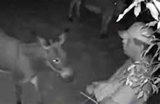 sex donkey man having caught pet animal has camera family footage cctv called shows
