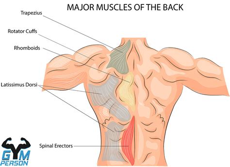 The illustration below shows some of the muscles of the upper extremity. Best 5 Bodyweight Back Exercises | Workouts for Home ...