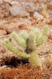 Alternate ways to obtain cactus spines include looting nature impling jars which can be obtained through the hunter skill, or by killing the kalphite queen or scorpia, both of which may drop 10 noted cactus spines. EduPic Cactus and Desert Plant Images