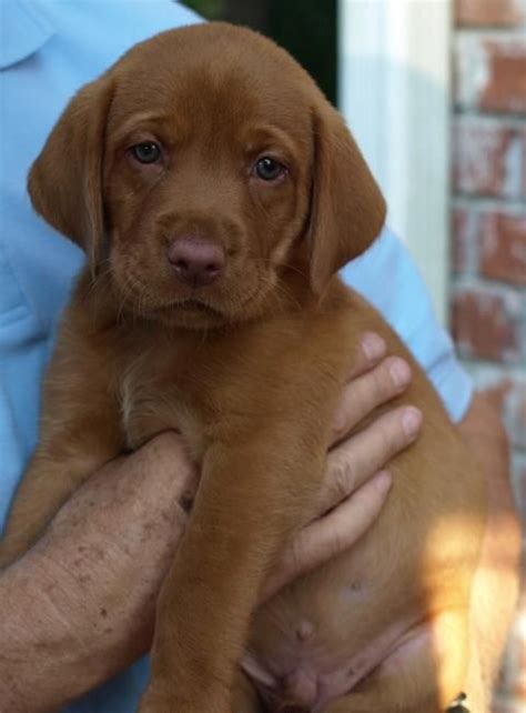Quality purebred yellow/fox red labrador retriever breeder, focused on calm temperament, trainability, and drive. Big Dog Ranch: Fox Red Lab puppy- green eyes and liver ...