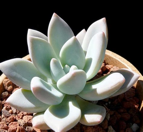 New and featured cactus and succulents, california natives, carnivorous plants, houseplants and more for berkeley, oakland, and the san francisco bay. Pachyphytum longifolium - Cactus Jungle