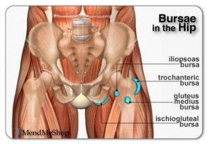 The muscles of the back can be divided in three main groups according to their anatomical position and function. diagram of anatomry of iliopsoas region | fitness | Bursitis hip, Hip flexor pain, Hip pain