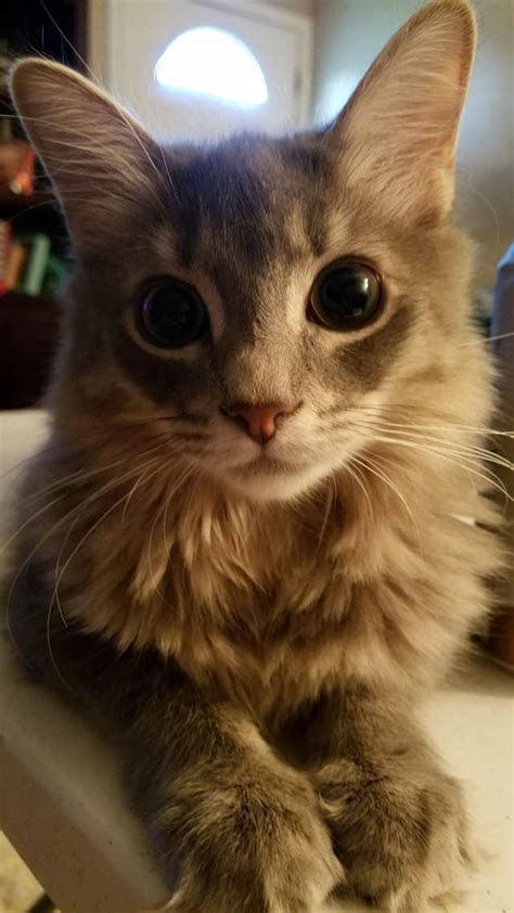 Did this review miss something on diversity? 17 Gorgeous Cats Who Could Be Supermodels