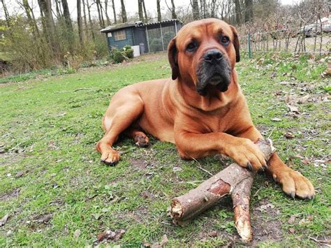 This dog breed is large with a strong bone structure and well developed muscles. New The 10 Best Home Decor (with Pictures) - Angus our ...