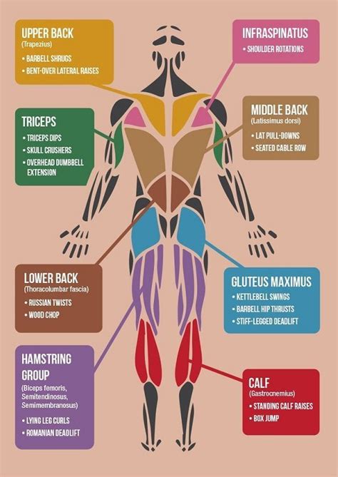 Muscles are groups of cells in the body that have the ability to contract and relax. 17 Best images about Fitness on Pinterest | Exercise ...