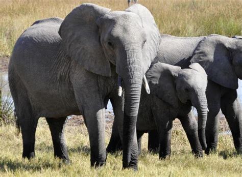 Quant au déjeuner, pendant la semaine de travail, on le prend en général au restaurant ou dans la cantine. Combien pèse un éléphant ? - Description de l'éléphant