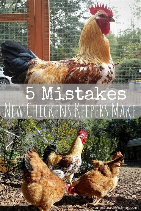 The freshest, most nutritious and delicious eggs you can get. 5 Mistakes New Chicken Keepers Make | Homesteading ...