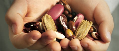 Conservation of seeds for preservation of genetic diversity is carried out in seed banks, where facilities are designed to maintain seed viability for tens and even hundreds of years. Advantage Of Storing Seeds In Seed Banks - Grow Open Pollinated Seeds For Self Reliant Gardening ...