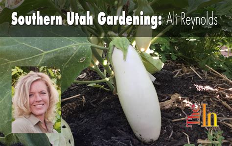 Bloomers is a boutique flower shop in st. Southern Utah Gardening: Growing eggplant successfully ...