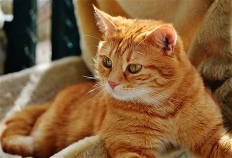 Even though most cats are vaccinated against feline distemper, there is still a chance that your vaccinated cat could contract the disease. Is Ringworm Contagious to Humans? - Cat Diabetes & Cat Care