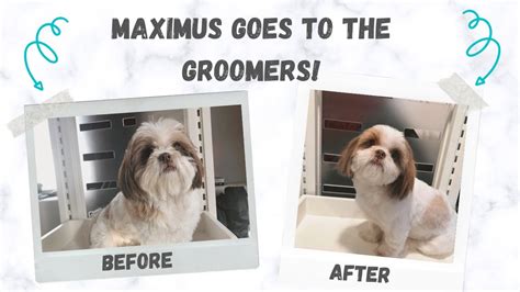 How do i tip dog groomers? How I groom MY DOG **SHIH TZU - YouTube