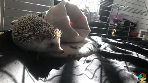 Male African Pygmy Hedgehog For Sale | UK Pets