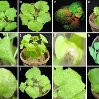 Invasion of aphids in banana plants is one of the most deadly and fearful attacks that cause irreparable damage for the farmers. Organisation of the genomic components of the BBTV isolate ...