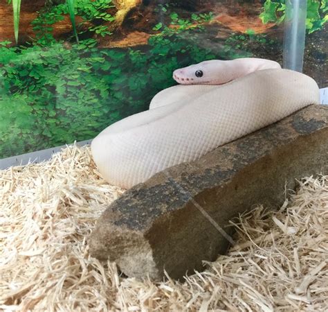 We are the #1 supplier of reptile products in the us at the guaranteed lowest prices anywhere on the web! Reptile Room - Zimmers Pets