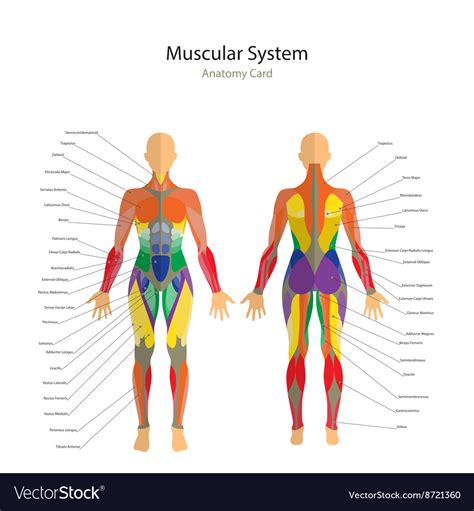 Locate the following body parts on your model and read about their function. Human muscles The female body Royalty Free Vector Image