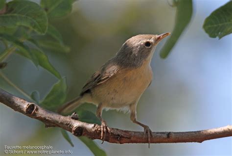 Notre terre a été comparée, et j'apprécie la justesse de cette comparaison, à un vaisseau spatial qui a embarqué 6 milliards de. Fauvette melanocephale - notre-planete.info