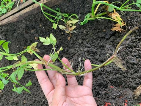 Mengonsumsi daun binahong akan menetralkan kembali asam lambung yang berlebihan. Tanam Ulam Selom Tak Susah, Cuma Kena Rendam Batang ...