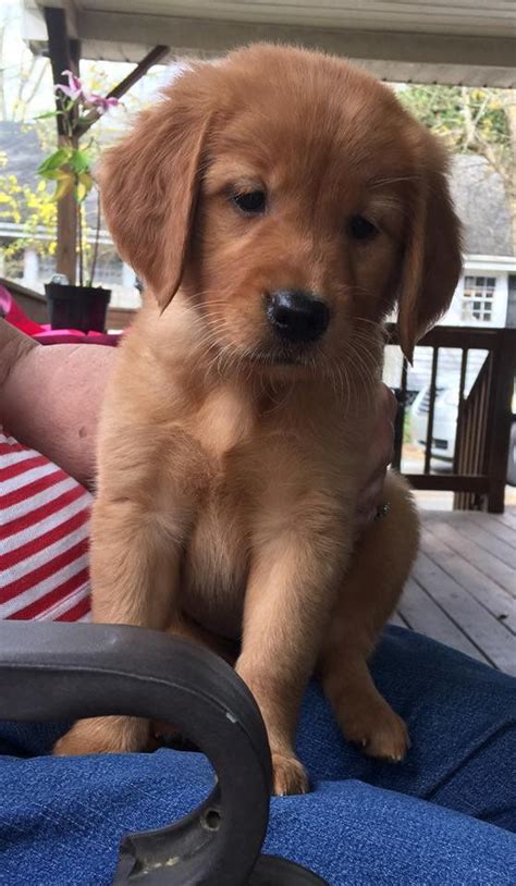 Breeders of english cream golden retrievers, this fall we will have english cream golden retrievers for sale. companiongoldens | Retriever puppy, Red golden retriever ...