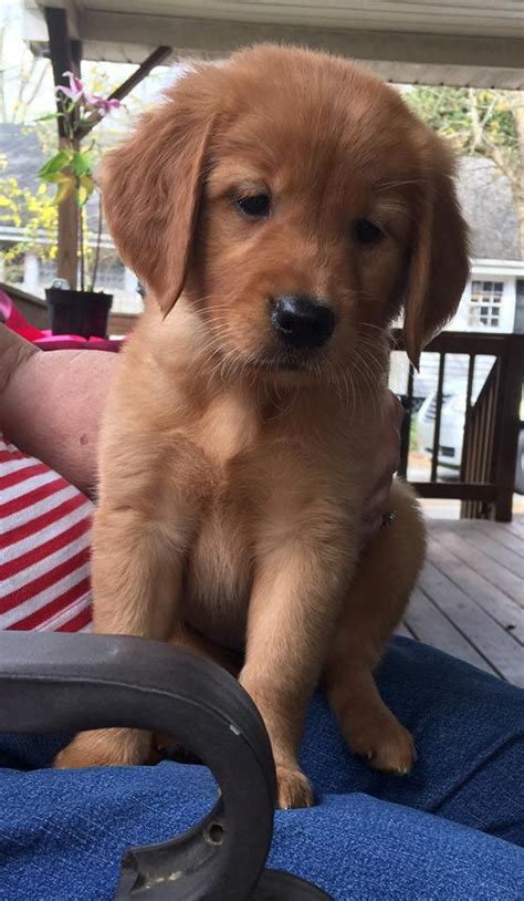 A family who loves their golden retrievers and has bred their two females that are akc registered and have two litters of puppies for sale. companiongoldens | Retriever puppy, Red golden retriever ...