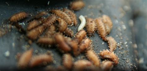 You can whack flies with a fly swatter, but to really control flies in your home, you need to locate and the maggots feed on the organic material in which they hatch, and within just a few more days, they house flies are sometimes called filth flies for good reason—decay is the favorite habitat for. Pest advice for controlling Maggots