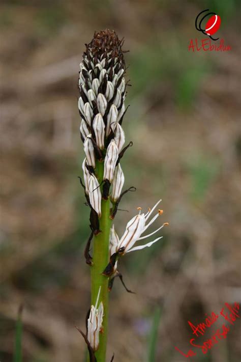 Si es así, seguro que te encantará las de la justicia carnea, una planta ideal para tener en maceta. Planta Liliacea De Jardin De Flores Grandes Y Hermosas ...