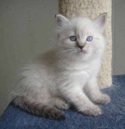 These ragdoll kittens located in utah come from different cities, including Ragdoll Kittens for Sale | Ragdoll Cat Breeder | San Diego ...