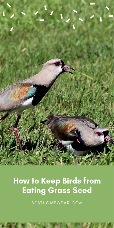 We did not find results for: How to Keep Birds from Eating Grass Seed | Grass seed ...